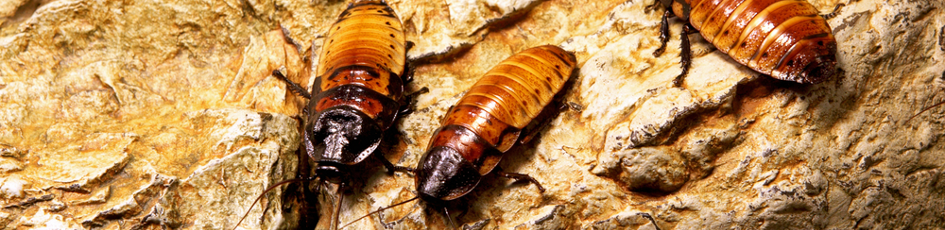 Pest control cockroaches